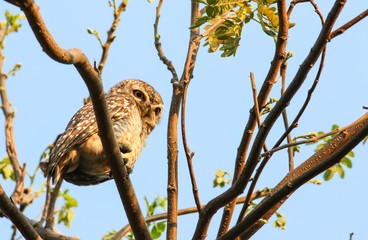Spotted Owlet (Athene Brama) is sitting on the tree.