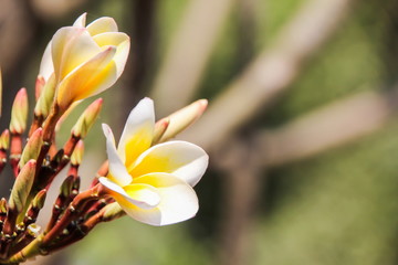 Fototapeta premium Plumeria flower (frangipani)