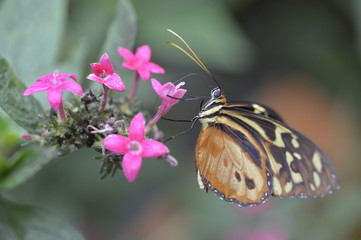Tropical butterfly sitting on the flower.