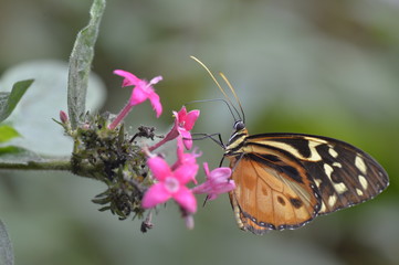 Tropical butterfly sitting on the flower.