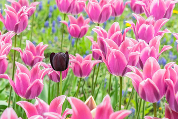 Queen of Night tulip in the pink linty tulip filed