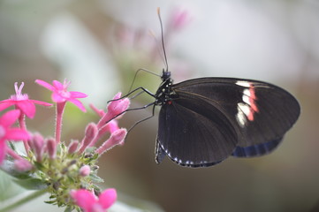 Tropical butterfly sitting on the flower.