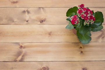 Wooden texture, Flower in a pot on a wooden table