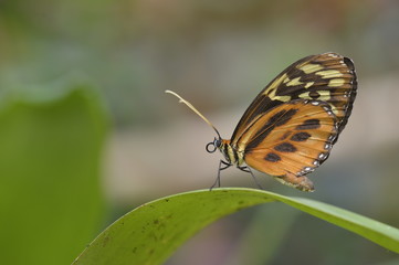 Tropical colorful butterfly closeup picture.