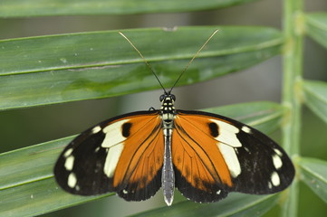 Tropical colorful butterfly closeup picture.