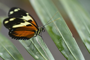 Tropical colorful butterfly closeup picture.