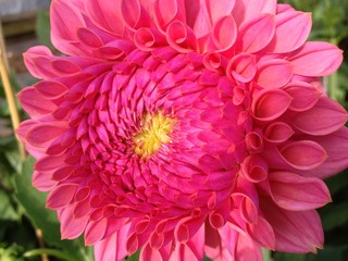 Obraz premium Dahlia flower