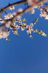 Spring blossom of apricot flowers