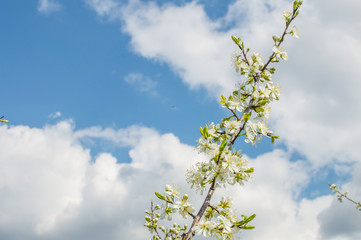 синее небо с облаками и ветвью с цветом