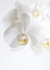 Naklejka na ściany i meble Beautiful white orchid flower on a white background