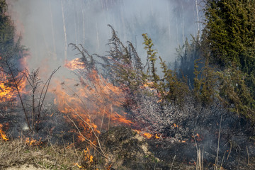 forest fire