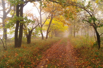  autumn forest with misty morning