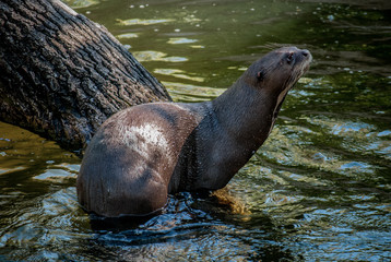 Naklejka premium Otter