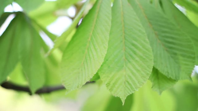 Horse-chestnut branch gently rocking on a slow spring breeze, beautiful large green leaves. In the second part of the clip focus slowly shifts towards the leaves in the background