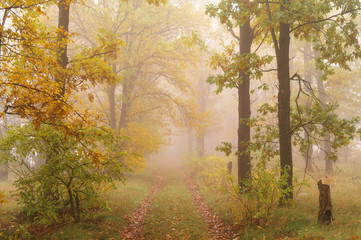  autumn forest with misty morning