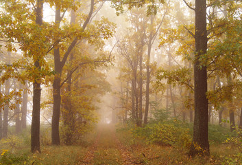 Fototapety  jesienny las z mglistym porankiem