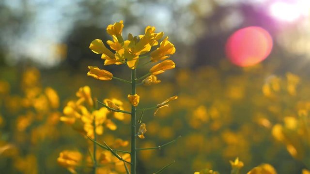 rallenty e close up di fiore giallo con cascata di pollini bianchi e flare
