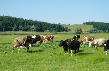 Naklejka na ściany i meble Cows on green grass in the summertime