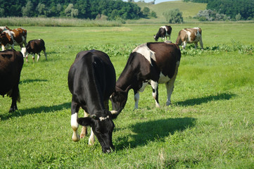 Cows on green grass in the summertime