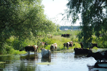cows on river