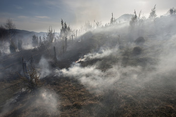 forest fire