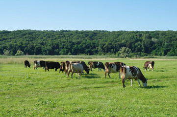 Cows on green grass in the summertime