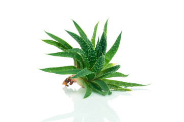 Aloe plant on white background