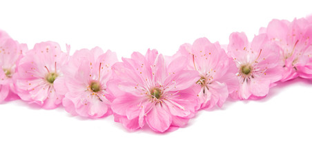 Naklejka premium almond blossoms.