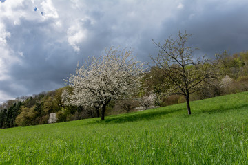 Fototapeta na wymiar Der Kirschbaum in der Natur auf dem Feld