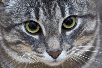 Portrait of beautiful gray cat