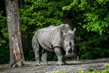 Stickers pour porte Rhinocéros regard de rhinocéros