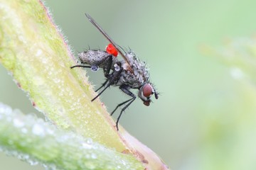 Fly and red parasite