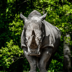 Fototapeta premium rhino front side