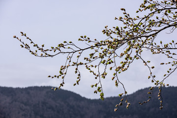 Branch with new leafs. Beech tree branch in the spring.