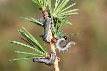 Sawfly larva
