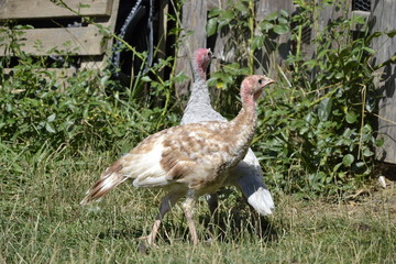 Flock of turkeys on the farmyard. Thanksgiving day symbol