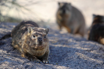 Góralek przylądkowy ( Procavia capensis ) nad rzeką Pomarańczową w Republice Południowej...