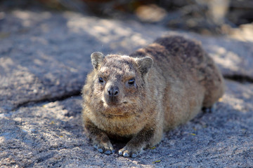 Góralek przylądkowy ( Procavia capensis ) nad rzeką Pomarańczową w Republice Południowej Afryki
