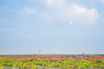 Pink Lotus on the sky lake in thailand