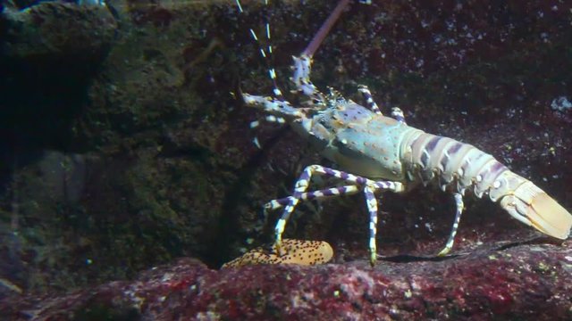 Tropical Rock Lobster - Panulirus ornatus. Underwater video of a large edible spiny lobster on coral reef near Mauritius Island.