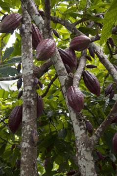 Tree with cacao fruits