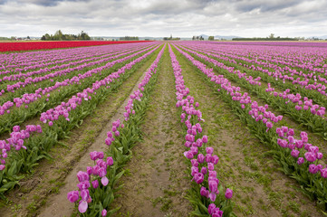 Fototapeta na wymiar Tulips in the Skagit Valley. A sure sign that springtime is upon us is the start of the Skagit Valley Tulip Festival. A carpeting of colorful flowers dominates the landscape in all directions.