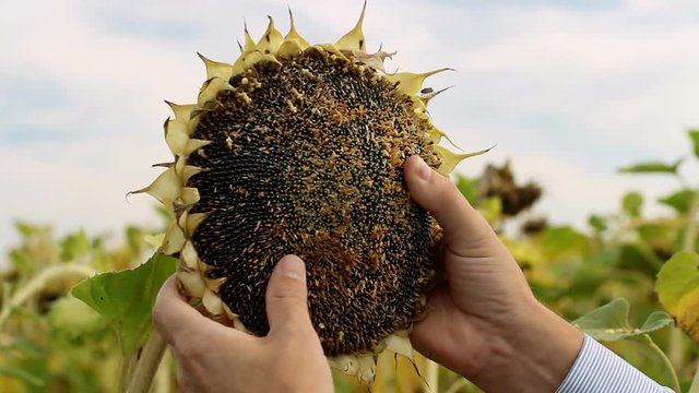 Agronomist examining sunflower head in the field