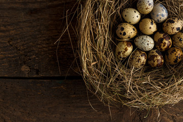 Obraz premium Fresh quail eggs in a nest on a wooden background
