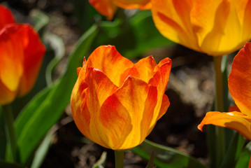 Tulipes au lever du jour au parc floral &agrave; Paris