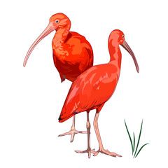 Scarlet ibises