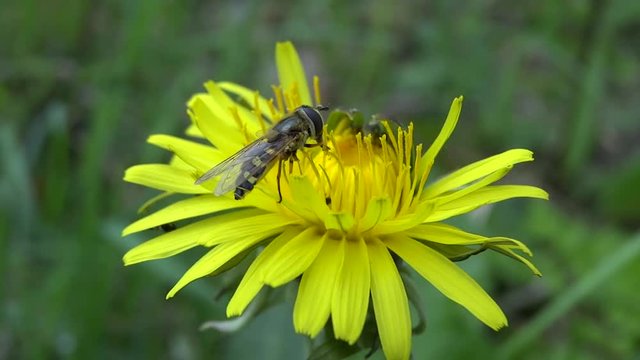 Syrphe butinant une fleur jaune.