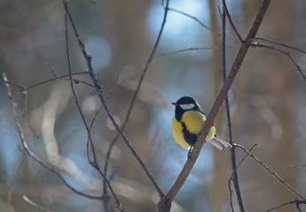 Titmouse sitting on the tree in the forest