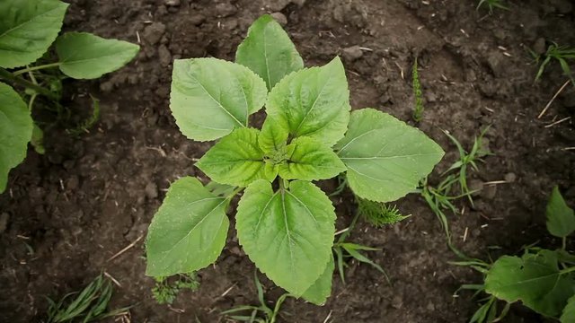 A young sunflower sprout