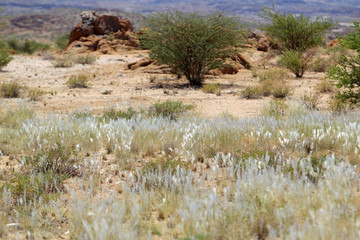 Pojedyncze rośliny na półpustyni Kalahari w Republice Południowej Afryki